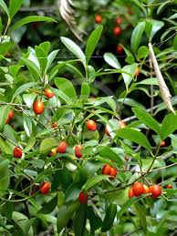 Image result for Elaeodendron