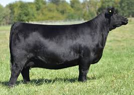 806 likes · 2 talking about this. Donors Dameron Angus Angus Cattle Lexington Illinois