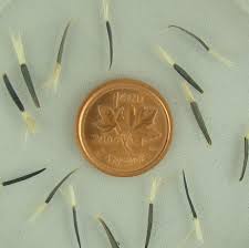 We did not find results for: Cara Menanam Bunga Marigold Dari Biji Bibitbunga Com