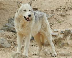 Save The Wolves In 2020 Aggressive Dog Breeds Wolf Dog Hybrid Dogs