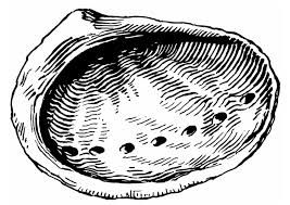 Hochwertige muschel malvorlagen sind ein wahrer schatz für jeden elternteil. Malvorlage Muschel Ohrmuschel Kostenlose Ausmalbilder Zum Ausdrucken Bild 19641