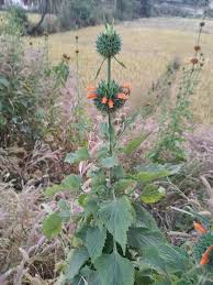 Image result for Leonotis nepetifolia