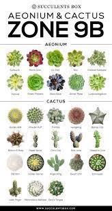 Pin By Tara Phipps On Garden Zone 9b In 2021 Types Of Succulents Plants Types Of Cactus Plants Planting Succulents