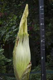 Spike Corpse Flower On August 19 2015 Fast Growing Plants Corpse Flower Titan Arum