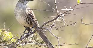 Birds Of The Bahamas Field Guide Bahama Mockingbird Bahama Western Caribbean Birds