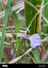 Image result for Lobelia anceps