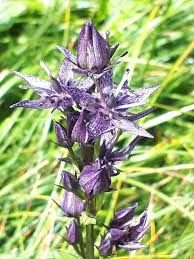 Image result for Swertia eminii