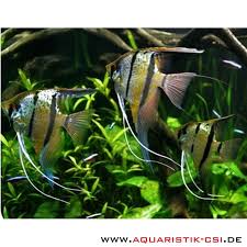 Was zeichnet den bolivianischen schmetterlingsbuntbarsch aus? Pterophyllum Scalare Rio Nanay Honigflecken 29 95