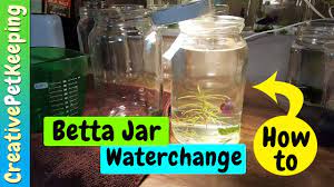How To Do A Water Change In A Betta Jar Youtube