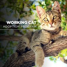 This kitten is not quite ready for adoption, due to high demand for kittens at this time of year we are taking peoples requests, requirements and contact. Working Cat Program San Diego Humane Society