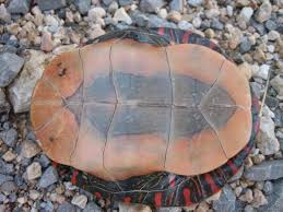 How big it can get: Midland Painted Turtle Pa Herp Identification