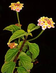 Image result for Lantana angolensis