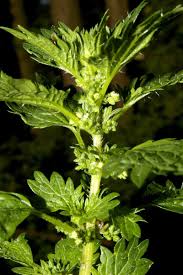 Image result for Urtica urens
