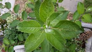 Recipe courtesy of ina garten. Baum Im Garten Wild Aufgegangen Salix Caprea Baumkunde Forum