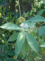 Image result for Solanum mauritianum