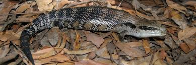 Uvb lighting is recommended in blue tongue skink habitat areas. What Do Blue Tongue Skinks Eat In The Wild Lizard Cafe