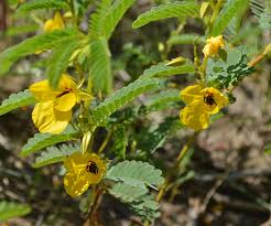 We did not find results for: Wildflowers Of The Mnrr Missouri National Recreational River U S National Park Service