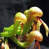 Egrow 100 Pcs Pack Slurperon Seeds Rare Flowers Bonsai Carnivorous Cobra Home An 3 51 Rare Flowers Fruit Seeds Bonsai
