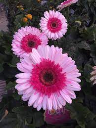 Gerbera Daisies Beautiful Flowers Gerbera Daisy Daisy Flower