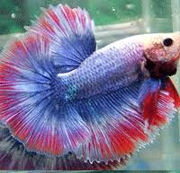 Betta fish sri lanka, colombo, sri lanka. Betta Colors Patterns Betta Source