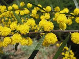 A Winter Wedding 5 Blooms To Beat The Blues Love Inc Mag Australian Native Plants Acacia Soil Texture