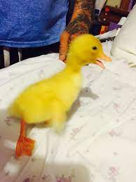 How To Take Care Of Ducklings Duckling Care Baby Care Ducklings