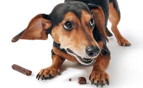 Maybe you would like to learn more about one of these? Does My Dog Need A Slow Feeder Bowl Bark