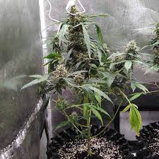Auto Fresh Candy Pyramid Seeds Strain Info Growdiaries