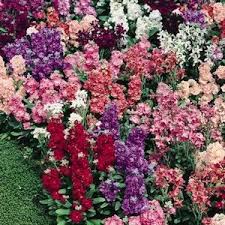 Pin On Annuals