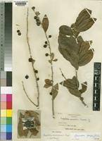 Image result for Carpolobia goetzei