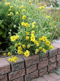 Blanket Flower Perennial Gaillardia Golden Goblin Zone 2 Height Perennials Plants Garden Plants