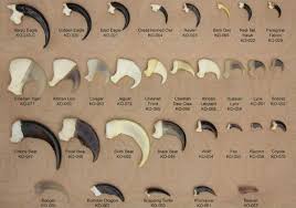 comparison of some animals claws our planet