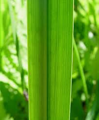 Image result for Calamus deerratus