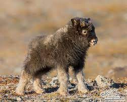 The Baby Musk Ox: A Tiny Survivor of the Arctic – New and Tips