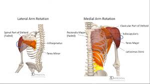 In an earlier blog, we looked at how to study anatomy. Muscles Advanced Anatomy 2nd Ed