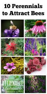 They will feed on just about any kind of flowering plant that rewards them with nourishment. 10 Perennials To Attract Bees Other Pollinators Bee Garden Attracting Bees Pollinator Garden