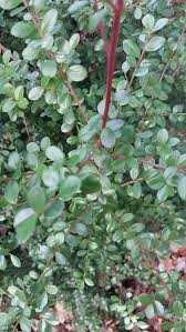 Image result for Myrsine africana