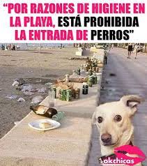 Untitled Chistes De Perros Perros Graciosos Memes Perros
