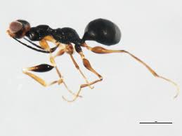 Image result for Gonatopus clavatus