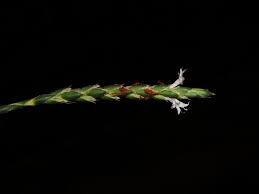 Image result for Elytraria acaulis