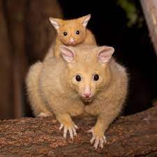 Brushtail Bailey S Baby Pics Emerge A Zooborns First Animals Baby Animals Animals Wild