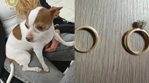Detienen a mujer en Iztapalapa por llevarse a una perrita Chihuahua y exigir anillos de oro