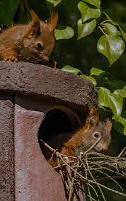Wer im frühjahr auf dem balkon ein eichhörnchennest entdeckt, sollte geduld haben und den balkonputz vertagen. Kann Ich Helfen Eichhornchen Kinder Beziehen Ihre Erste Eigene Wohnung Foto Bild Eichhornchen Natur Tiere Bilder Auf Fotocommunity