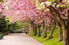 24 Super Ideas For Spring Desktop Wallpaper Nature Cherry Blossoms Springdesktopwallpaper 2 Spring Desktop Wallpaper Nature Desktop Wallpaper Spring Wallpaper