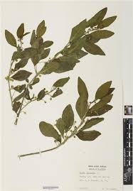 Image result for Clutia pulchella