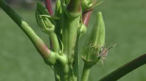 Local Gun Shop Owner Creates Perfect Machine For Cutting Okra Buds gun shop released a statement following the death. local gun shop owner creates perfect
