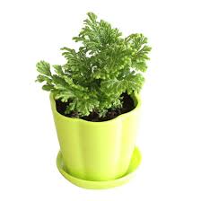 Image result for Selaginella afrorum