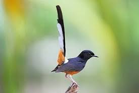 Maybe you would like to learn more about one of these? Detail Gambar Foto Burung Murai Batu Pet Birds Animals Bird