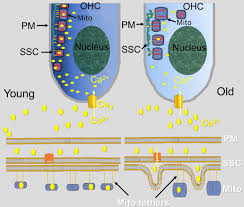 Mitochondria since mitochondria provide the cell with energy, you would in a few seconds you will see a video of cells moving on the surface of a culture dish. Altered Outer Hair Cell Mitochondrial And Subsurface Cisternae Connectomics Are Candidate Mechanisms For Hearing Loss In Mice Journal Of Neuroscience
