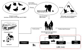 ' what will people say? Viruses Free Full Text Controlling Avian Influenza Virus In Bangladesh Challenges And Recommendations